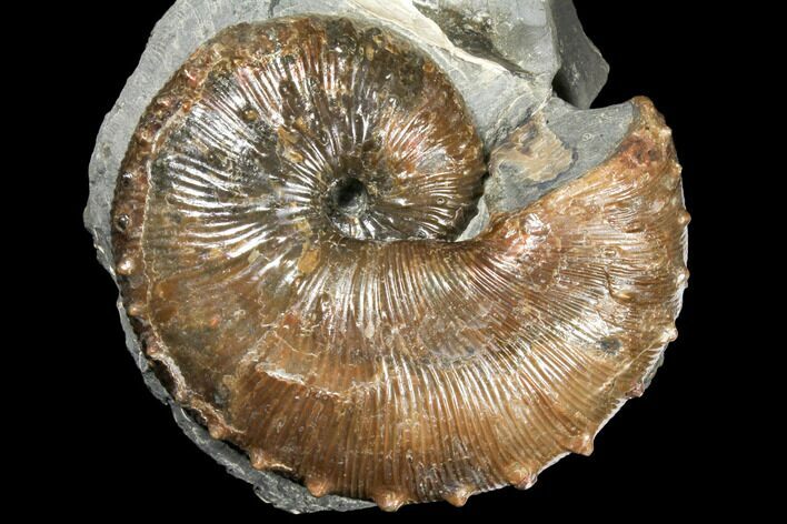 Fossil (Hoploscaphites) Ammonite - South Dakota #129525